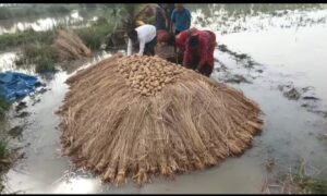 *চন্দ্রকোনা ২ নম্বর ব্লকের কইগেড়া গ্রামে টানা বৃষ্টিতে বিপর্যস্ত আলু চাষ